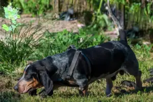 Mehr über den Artikel erfahren Basset bleu de Gascogne Züchter und Welpen in Sjælland