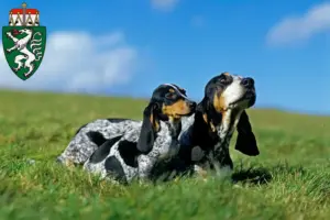 Mehr über den Artikel erfahren Basset bleu de Gascogne Züchter und Welpen in der Steiermark