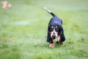 Mehr über den Artikel erfahren Basset bleu de Gascogne Züchter und Welpen in Syddanmark