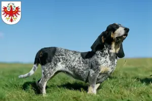 Mehr über den Artikel erfahren Basset bleu de Gascogne Züchter und Welpen in Tirol