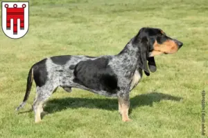 Mehr über den Artikel erfahren Basset bleu de Gascogne Züchter und Welpen in Vorarlberg