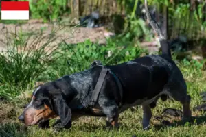 Mehr über den Artikel erfahren Basset bleu de Gascogne Züchter und Welpen in Wien