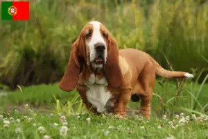 Mehr über den Artikel erfahren Basset Hound Züchter und Welpen in Portugal