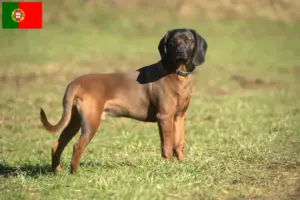 Mehr über den Artikel erfahren Bayerischer Gebirgsschweißhund Züchter und Welpen in Portugal