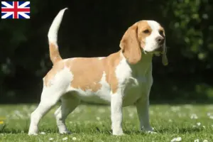 Mehr über den Artikel erfahren Beagle Züchter und Welpen in Großbritannien