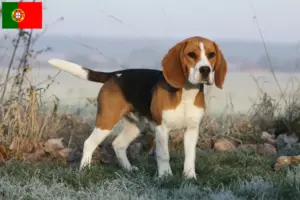 Mehr über den Artikel erfahren Beagle Züchter und Welpen in Portugal