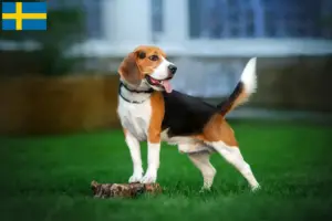 Mehr über den Artikel erfahren Beagle Züchter und Welpen in Schweden