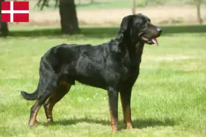 Mehr über den Artikel erfahren Beauceron Züchter und Welpen in Dänemark