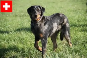 Mehr über den Artikel erfahren Beauceron Züchter und Welpen in der Schweiz