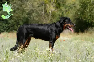 Mehr über den Artikel erfahren Beauceron Züchter und Welpen in Sjælland