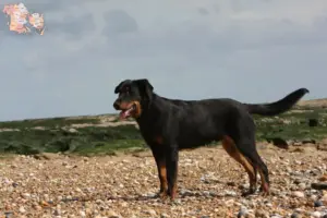 Mehr über den Artikel erfahren Beauceron Züchter und Welpen in Syddanmark