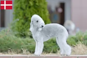 Mehr über den Artikel erfahren Bedlington Terrier Züchter und Welpen in Dänemark