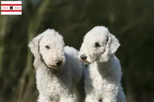 Mehr über den Artikel erfahren Bedlington Terrier Züchter und Welpen in Drenthe