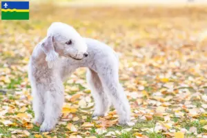 Mehr über den Artikel erfahren Bedlington Terrier Züchter und Welpen in Flevoland