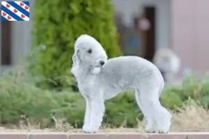 Mehr über den Artikel erfahren Bedlington Terrier Züchter und Welpen in Friesland