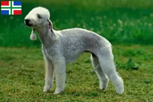 Mehr über den Artikel erfahren Bedlington Terrier Züchter und Welpen in Groningen