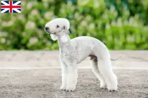 Mehr über den Artikel erfahren Bedlington Terrier Züchter und Welpen in Großbritannien