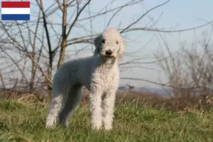 Mehr über den Artikel erfahren Bedlington Terrier Züchter und Welpen in den Niederlanden