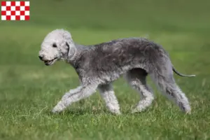 Mehr über den Artikel erfahren Bedlington Terrier Züchter und Welpen in Nordbrabant