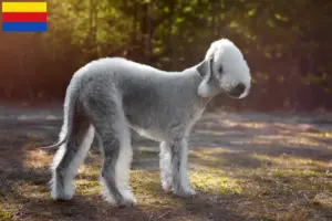 Mehr über den Artikel erfahren Bedlington Terrier Züchter und Welpen in Nordholland