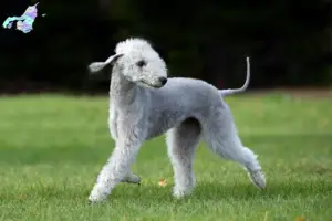 Mehr über den Artikel erfahren Bedlington Terrier Züchter und Welpen in Nordjylland