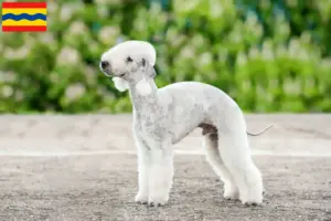 Mehr über den Artikel erfahren Bedlington Terrier Züchter und Welpen in Overijssel