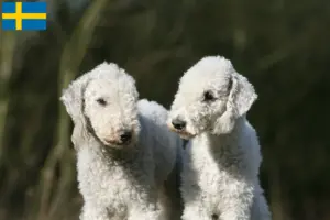 Mehr über den Artikel erfahren Bedlington Terrier Züchter und Welpen in Schweden