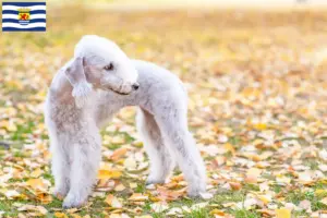 Mehr über den Artikel erfahren Bedlington Terrier Züchter und Welpen in Zeeland