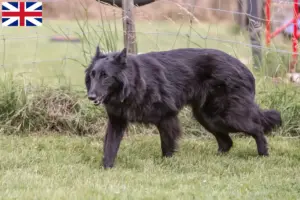 Mehr über den Artikel erfahren Belgischer Schäferhund Züchter und Welpen in Großbritannien