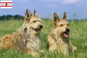 Mehr über den Artikel erfahren Berger de Picardie Züchter und Welpen in Drenthe