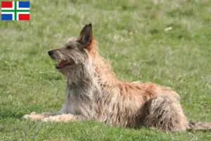 Mehr über den Artikel erfahren Berger de Picardie Züchter und Welpen in Groningen