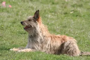 Mehr über den Artikel erfahren Berger de Picardie Züchter und Welpen in Hovedstaden