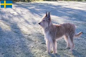 Mehr über den Artikel erfahren Berger de Picardie Züchter und Welpen in Schweden