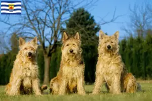 Mehr über den Artikel erfahren Berger de Picardie Züchter und Welpen in Zeeland