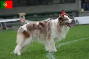 Mehr über den Artikel erfahren Border Collie Züchter und Welpen in Portugal