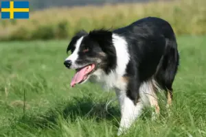 Mehr über den Artikel erfahren Border Collie Züchter und Welpen in Schweden