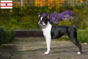 Mehr über den Artikel erfahren Boston Terrier Züchter und Welpen in Drenthe