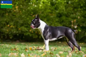 Mehr über den Artikel erfahren Boston Terrier Züchter und Welpen in Flevoland