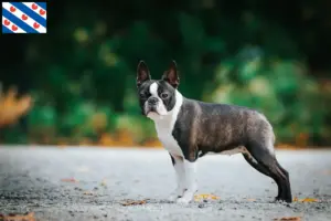 Mehr über den Artikel erfahren Boston Terrier Züchter und Welpen in Friesland