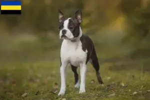 Mehr über den Artikel erfahren Boston Terrier Züchter und Welpen in Gelderland