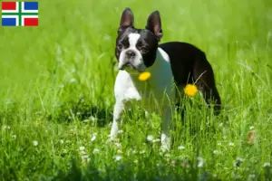 Mehr über den Artikel erfahren Boston Terrier Züchter und Welpen in Groningen