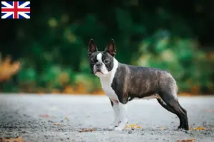 Mehr über den Artikel erfahren Boston Terrier Züchter und Welpen in Großbritannien