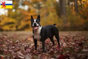 Mehr über den Artikel erfahren Boston Terrier Züchter und Welpen in Limburg