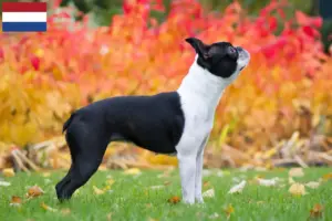 Mehr über den Artikel erfahren Boston Terrier Züchter und Welpen in den Niederlanden