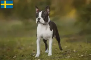 Mehr über den Artikel erfahren Boston Terrier Züchter und Welpen in Schweden