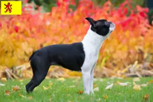 Mehr über den Artikel erfahren Boston Terrier Züchter und Welpen in Südholland