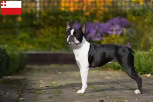 Mehr über den Artikel erfahren Boston Terrier Züchter und Welpen in Utrecht