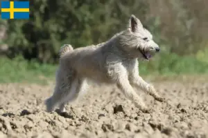 Mehr über den Artikel erfahren Bouvier des Ardennes Züchter und Welpen in Schweden