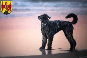 Mehr über den Artikel erfahren Bouvier des Flandres Züchter und Welpen im Burgenland