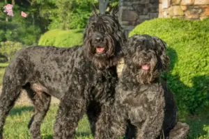 Mehr über den Artikel erfahren Bouvier des Flandres Züchter und Welpen in Hovedstaden